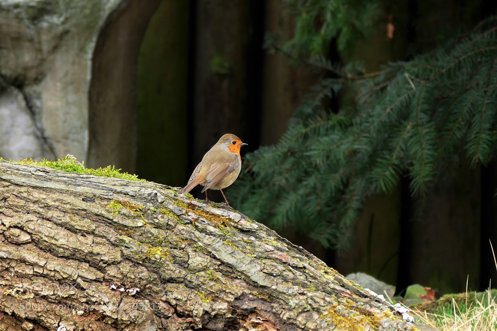 Panasonic Lumix DMC-FZ1000 sample photo. Little bird photography