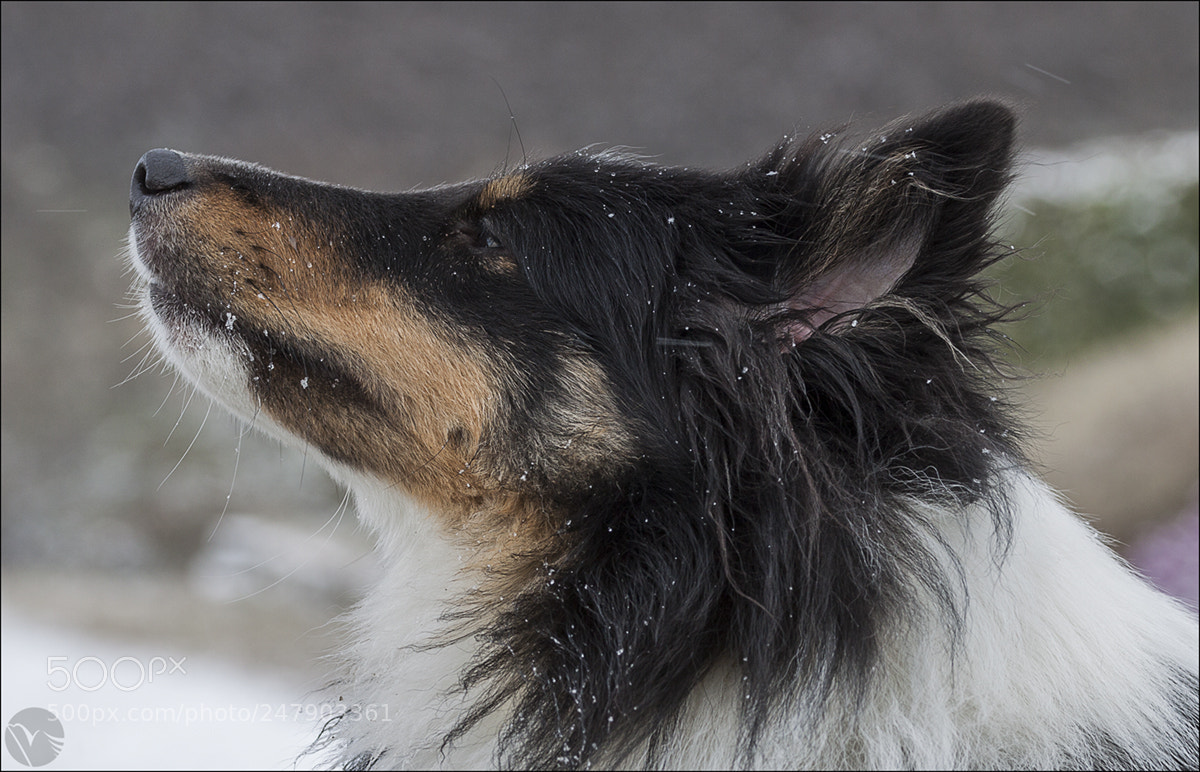 Canon EOS 50D sample photo. Shetland sheepdog photography