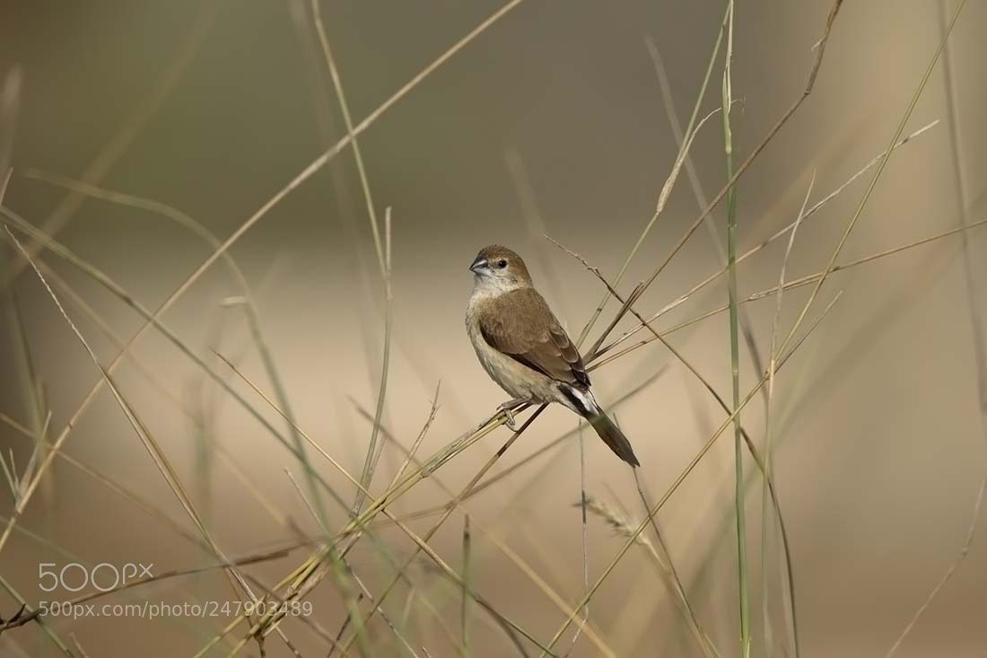 Canon EOS 7D Mark II sample photo. Indian silverbill photography