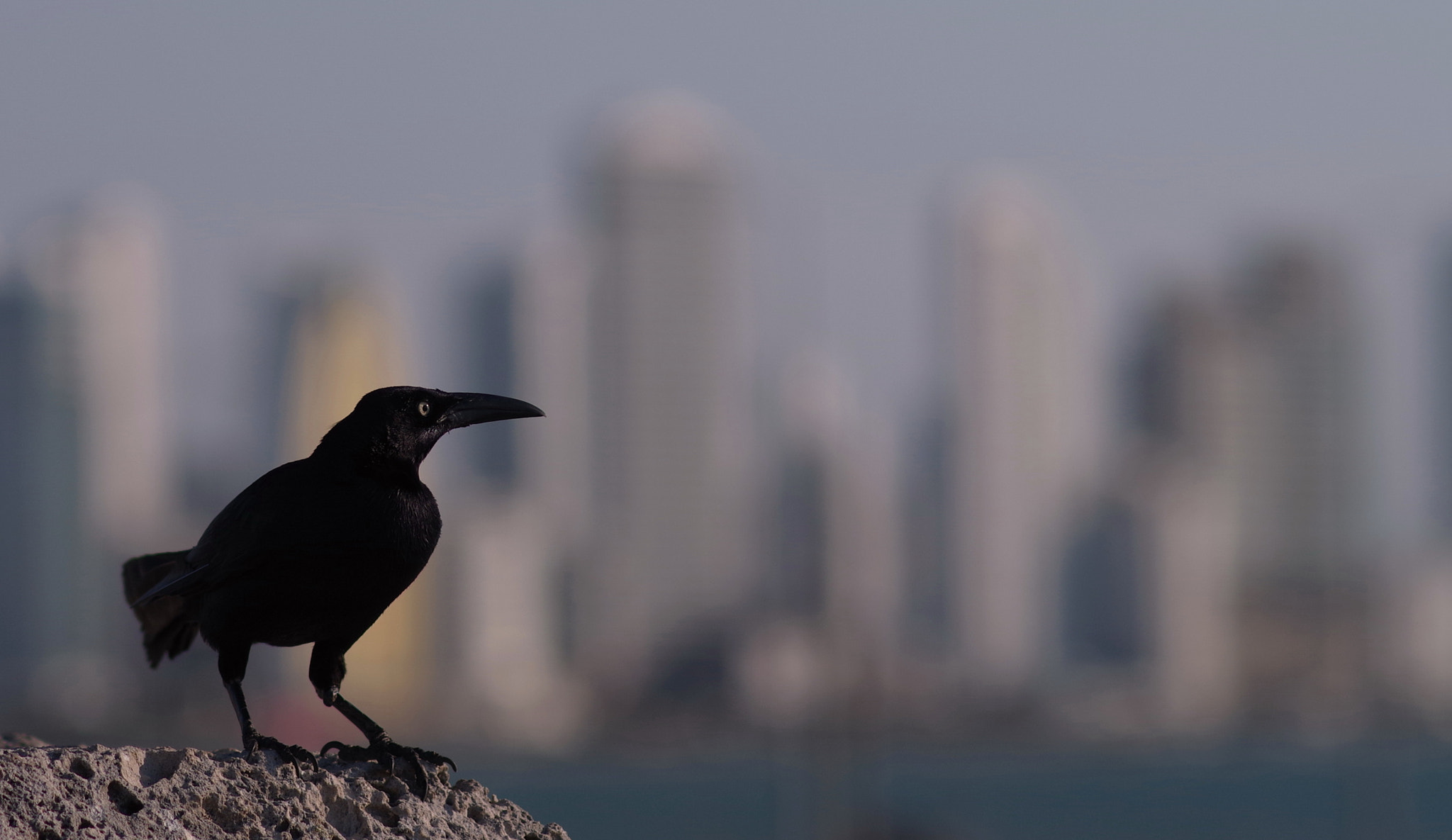 Pentax K-S1 + A Series Lens sample photo. Cartagena photography