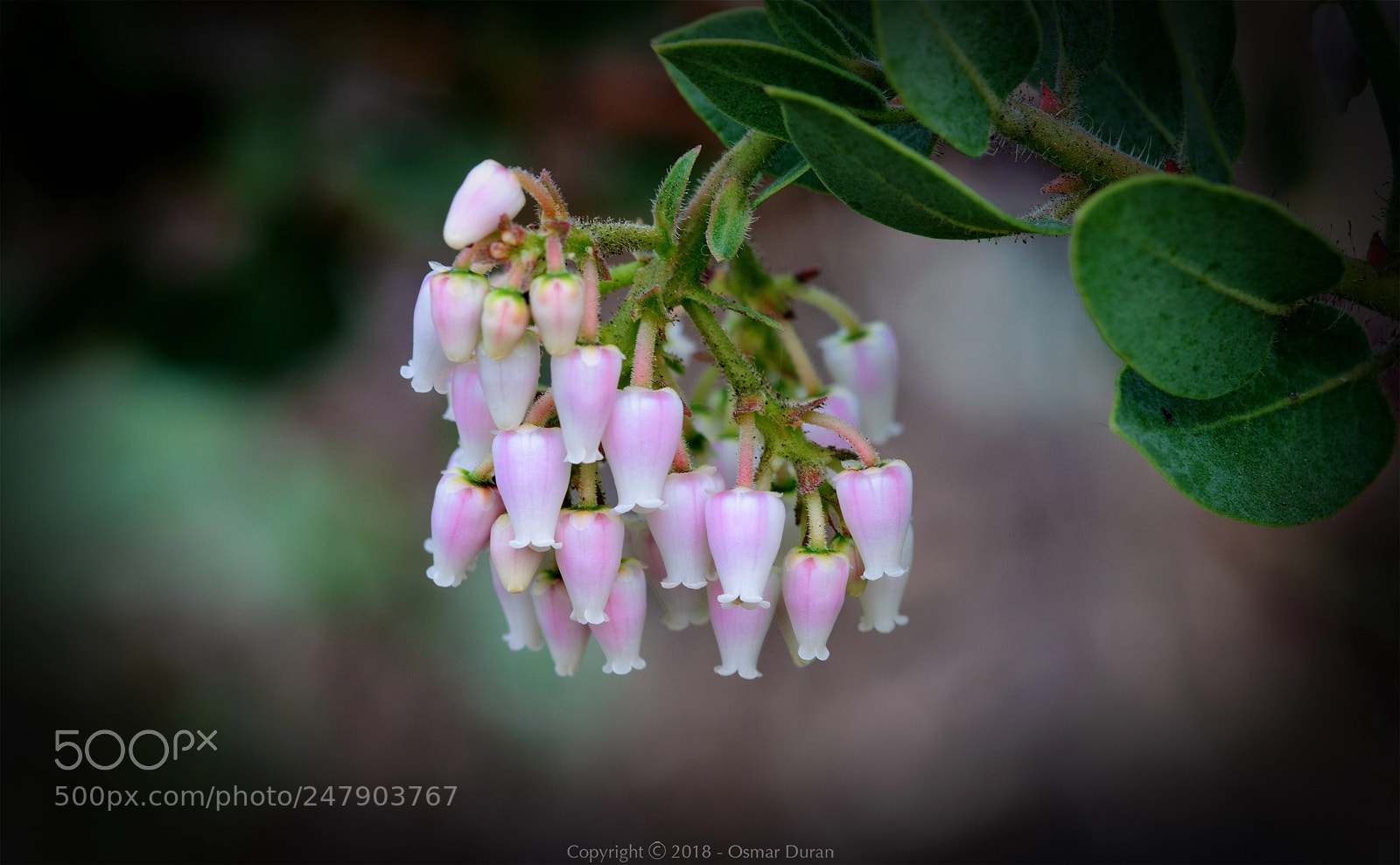 Nikon D300 sample photo. Manzanita (arctostaphylos viscida) photography