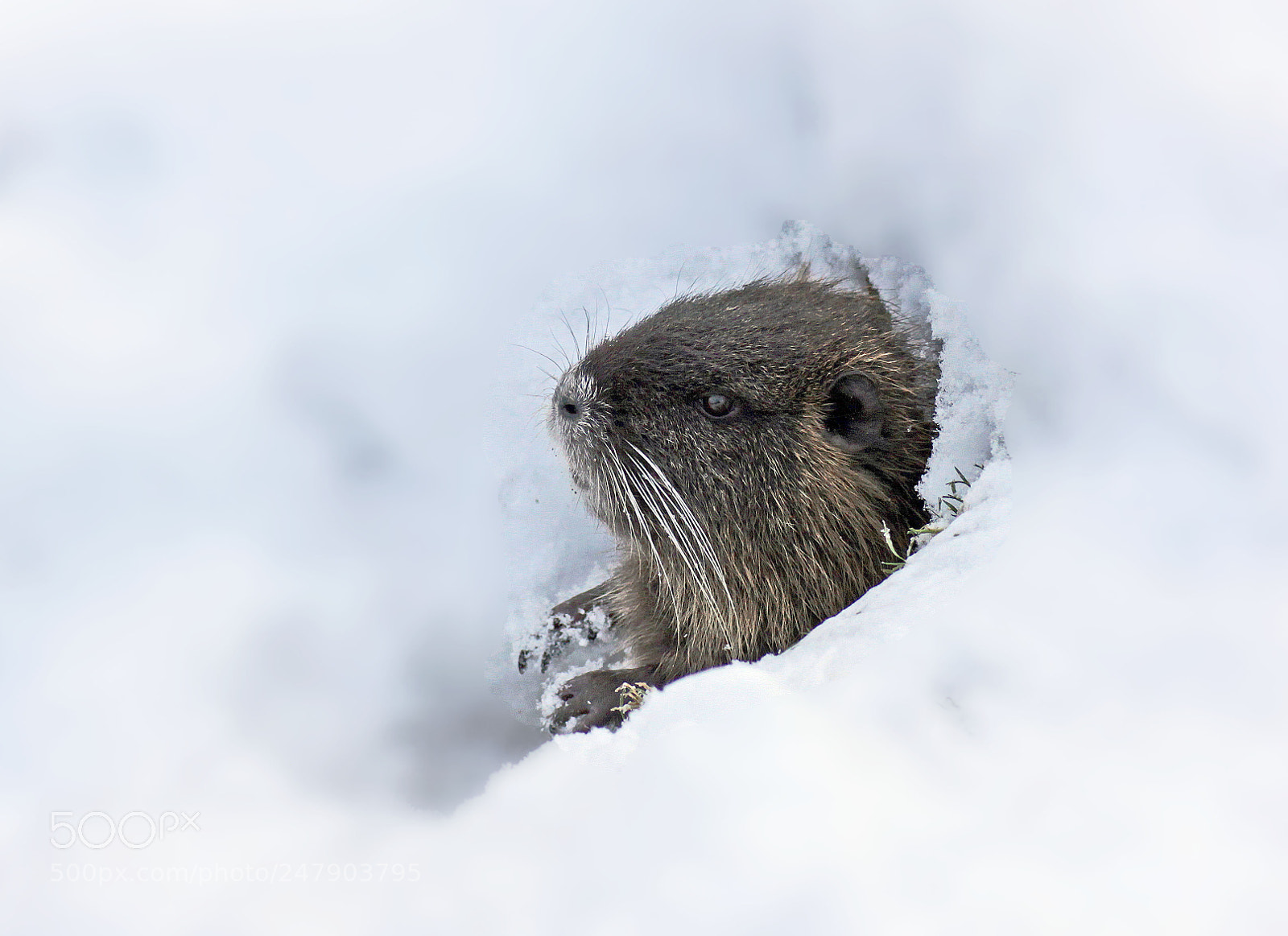 Canon EOS 50D sample photo. Cold outside photography
