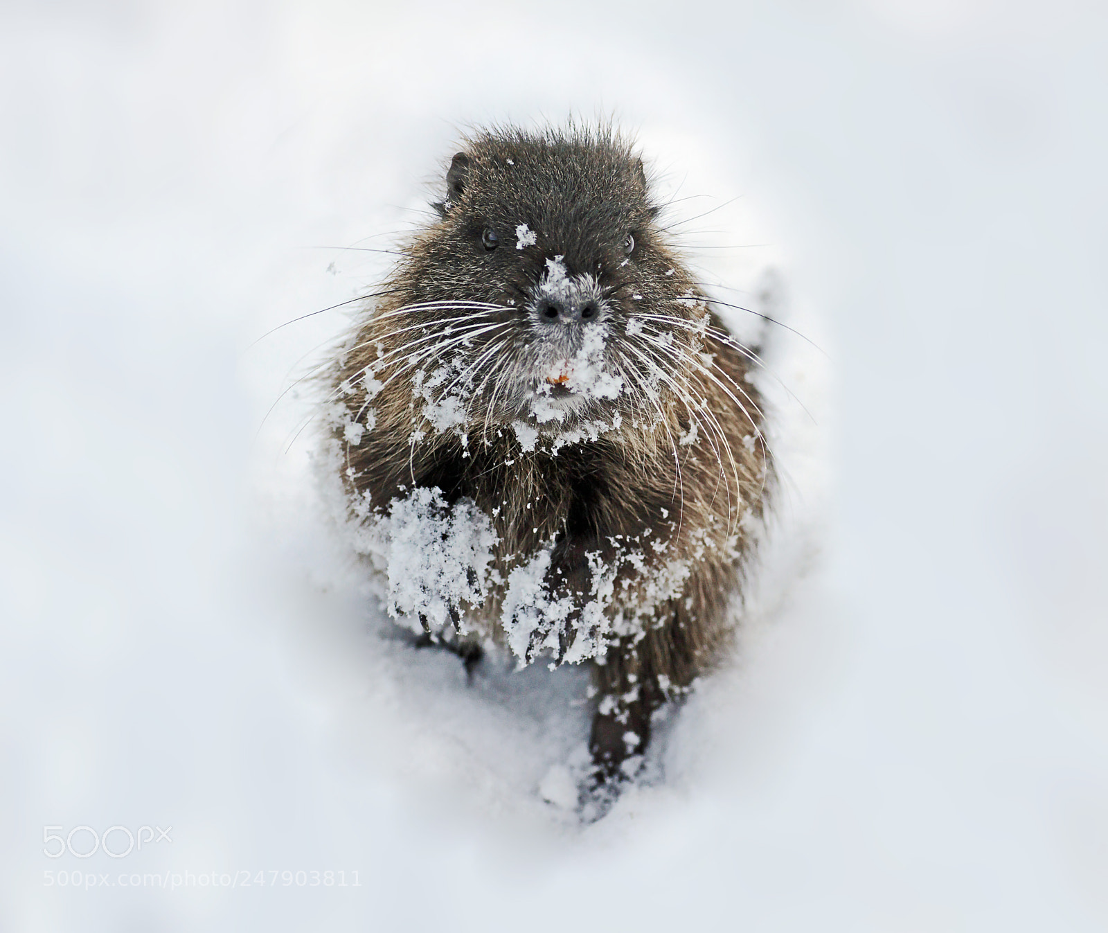 Canon EOS 50D sample photo. Funny winter photography