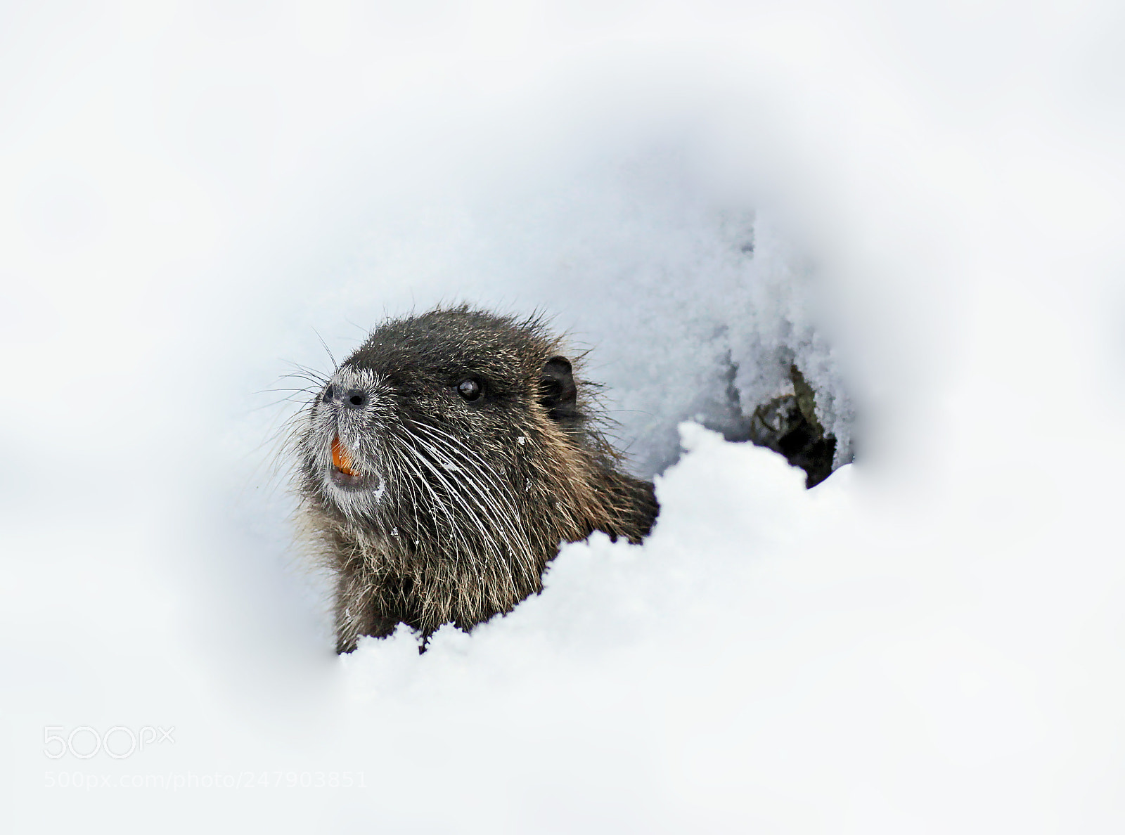 Canon EOS 50D sample photo. It's wintertime photography