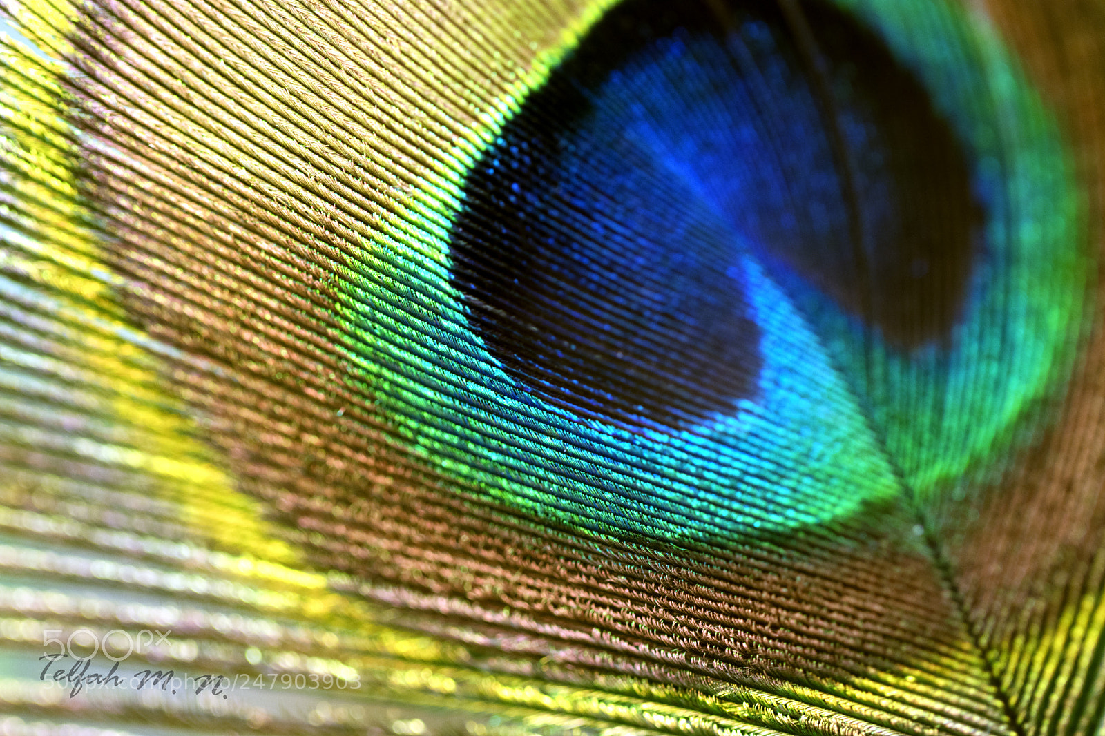 Canon EOS 80D sample photo. Peacock feather photography