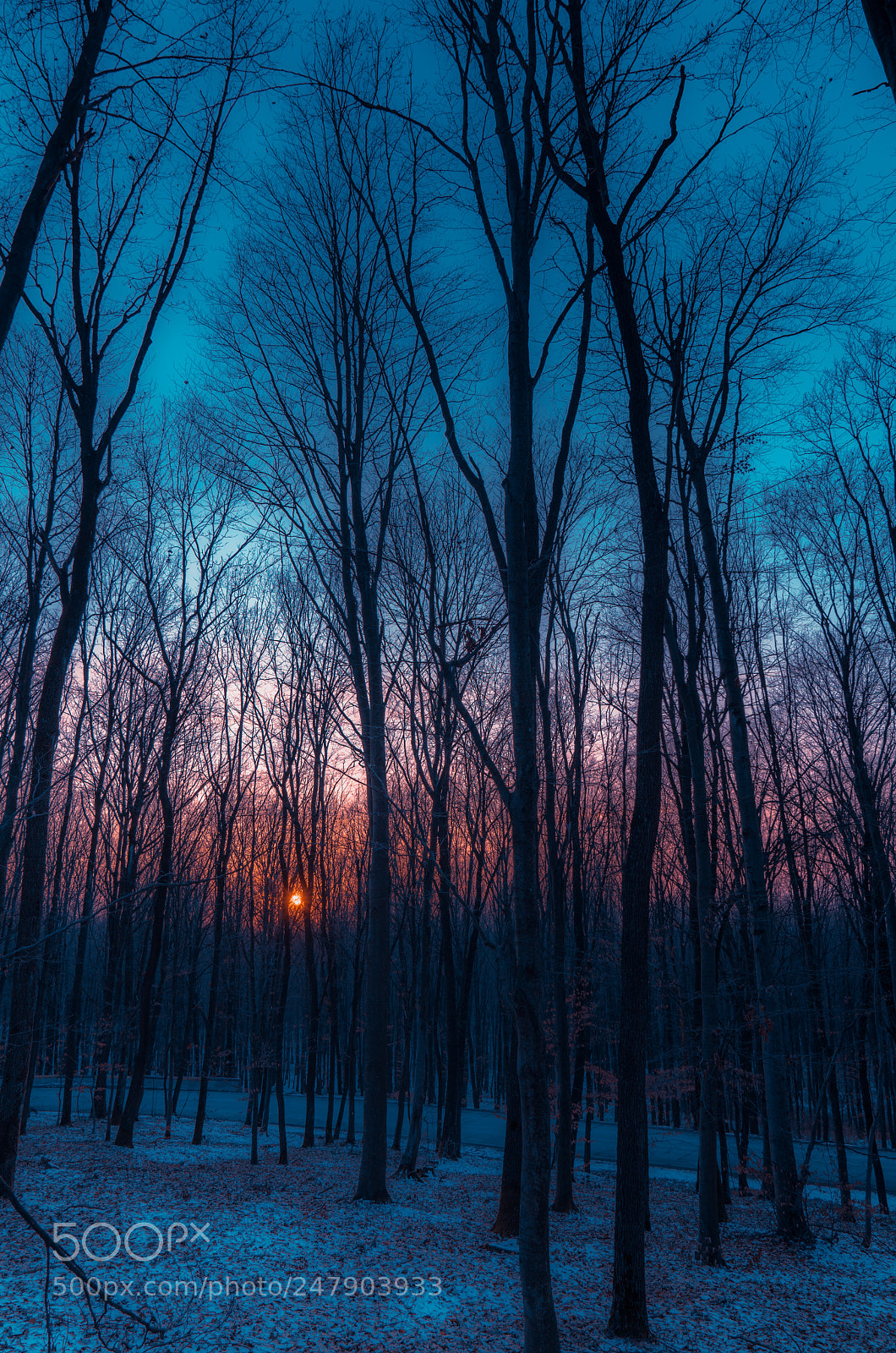 Sony a7R II sample photo. Forest of dreams photography