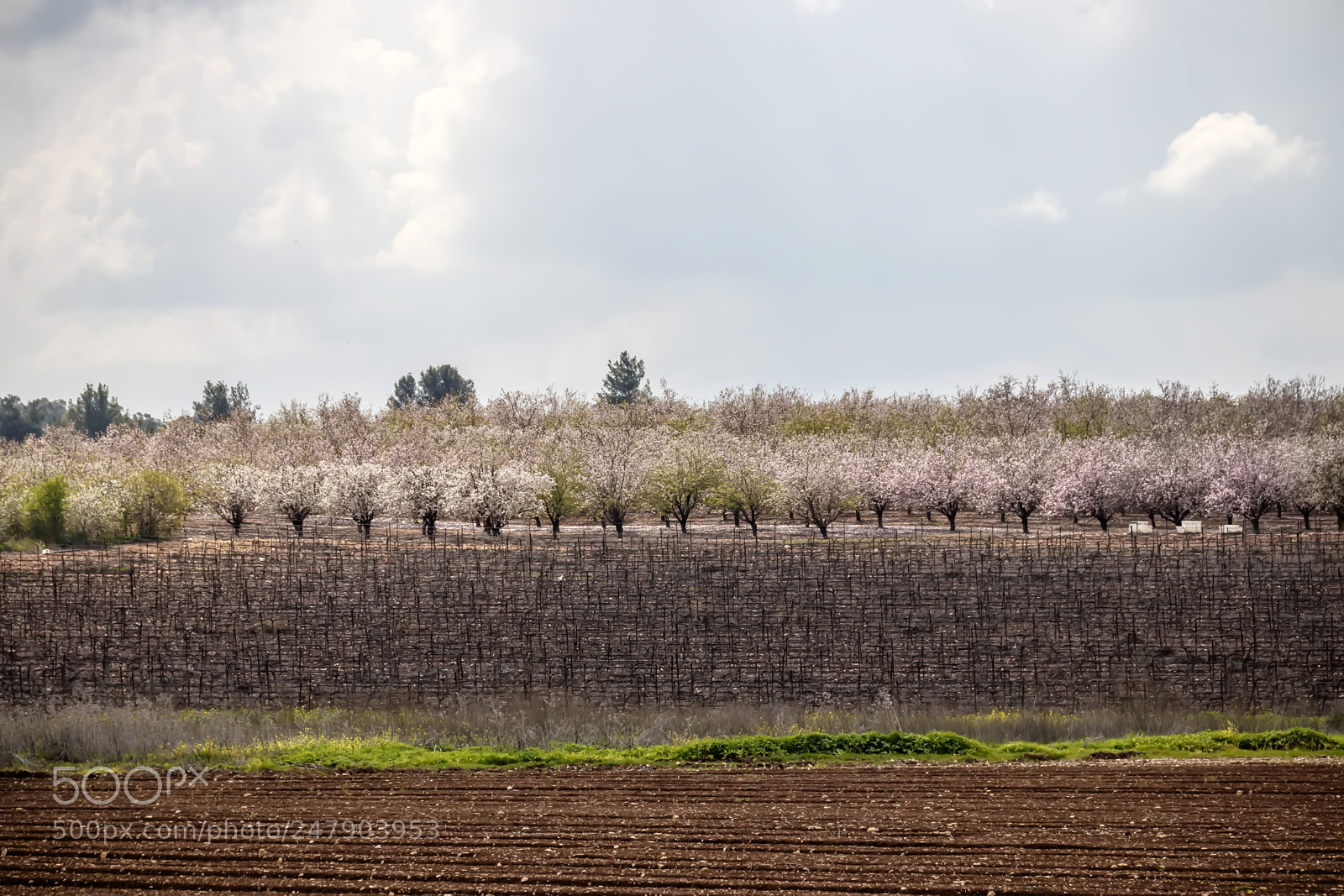 Canon EOS 80D sample photo. Vineyard and a garden photography