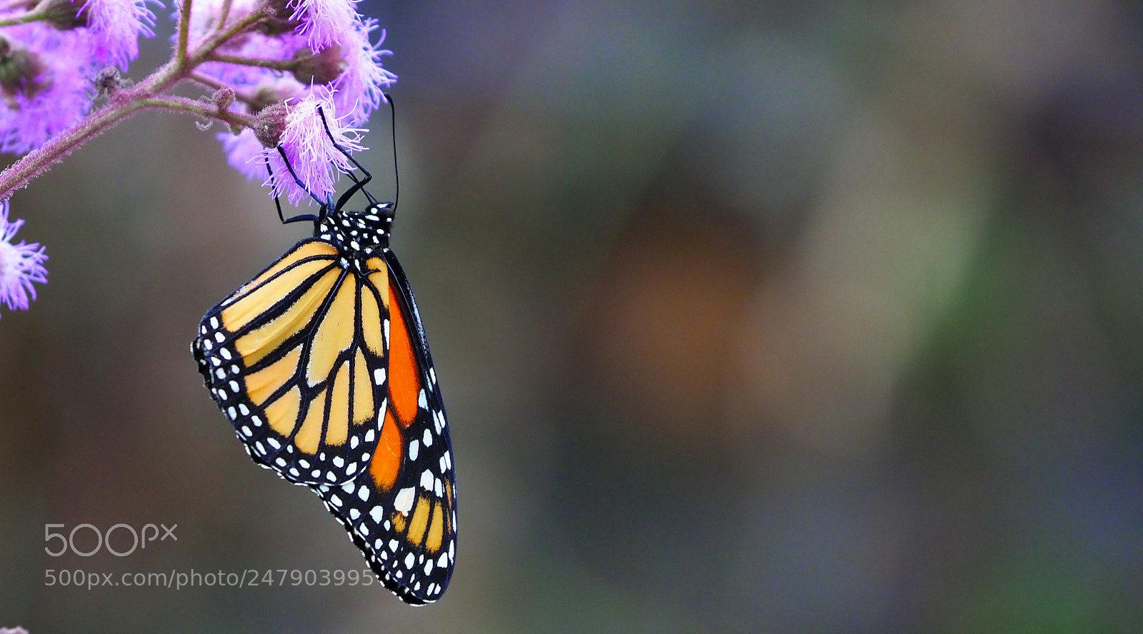 Olympus OM-D E-M1 Mark II sample photo. Monarch photography
