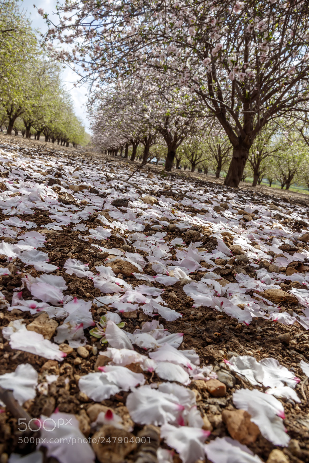 Canon EOS 80D sample photo. The earth is strewn photography
