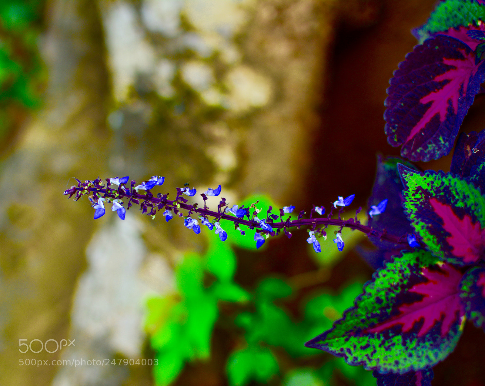 Nikon D5200 sample photo. Nature flower photography