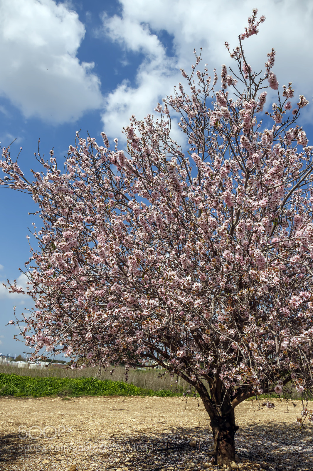 Canon EOS 80D sample photo. Blossoming almond tree in photography