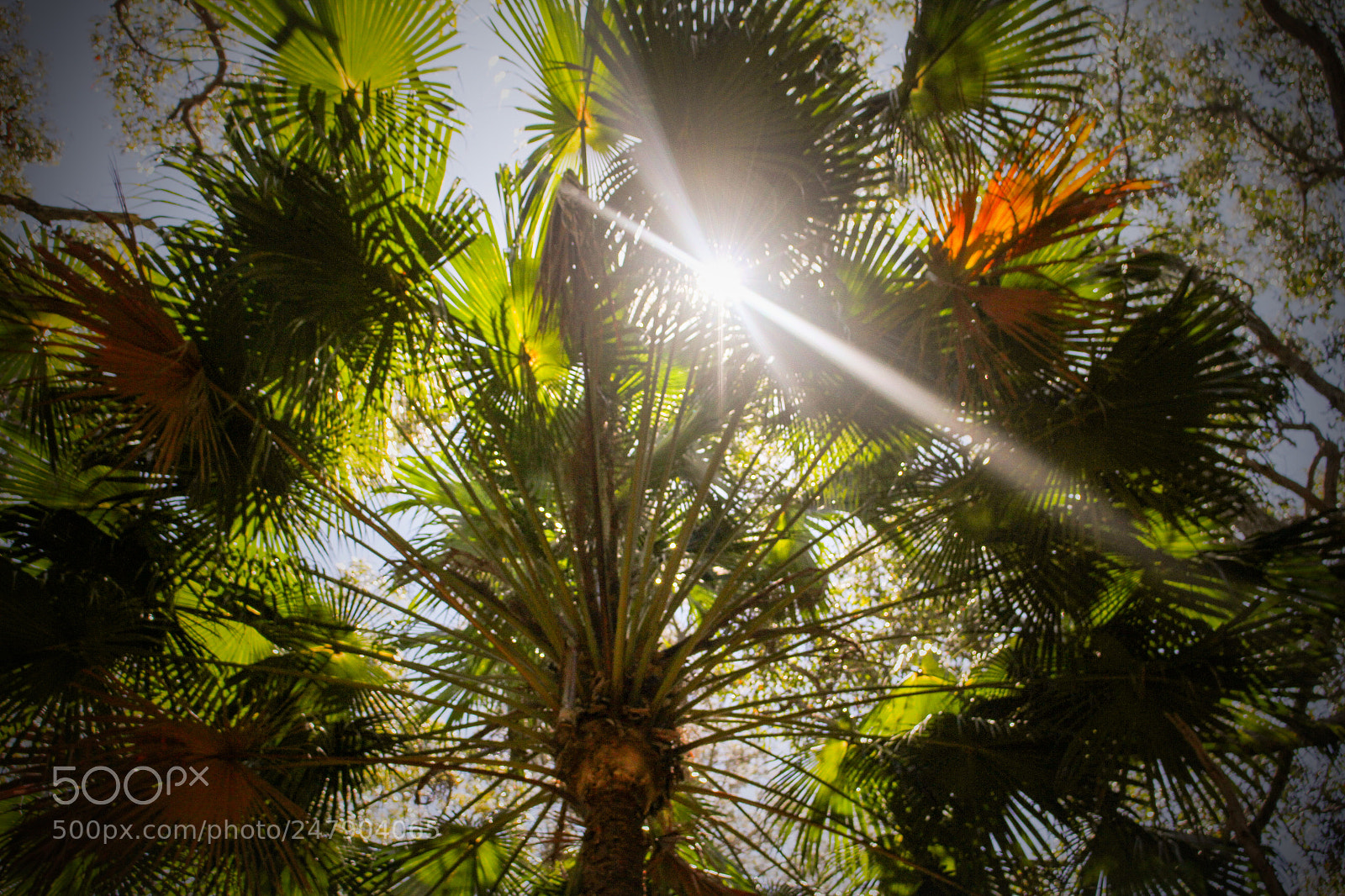 Canon EOS 7D sample photo. Sunny palms photography
