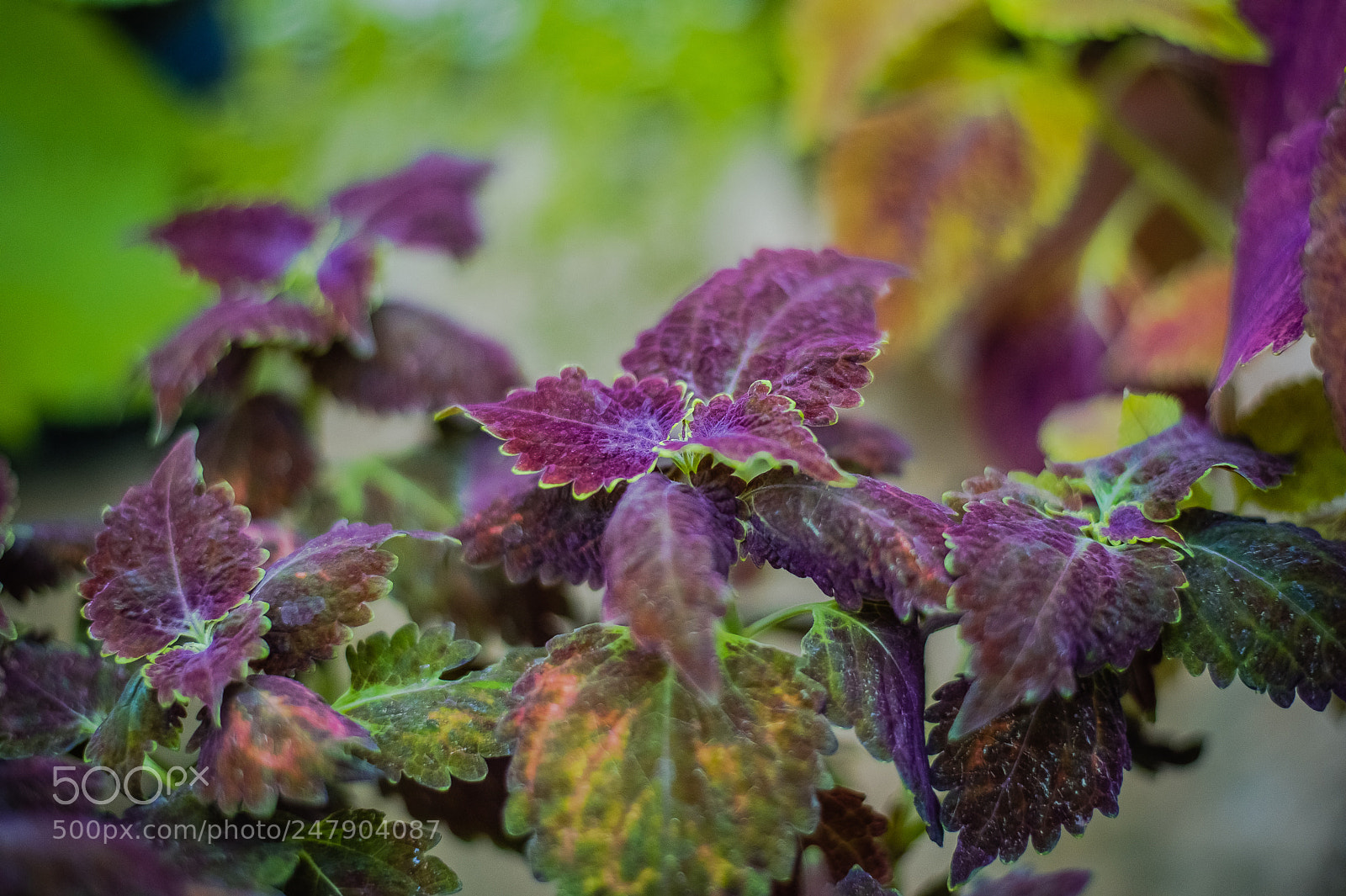 Nikon Df sample photo. Колеус - "скромный" photography