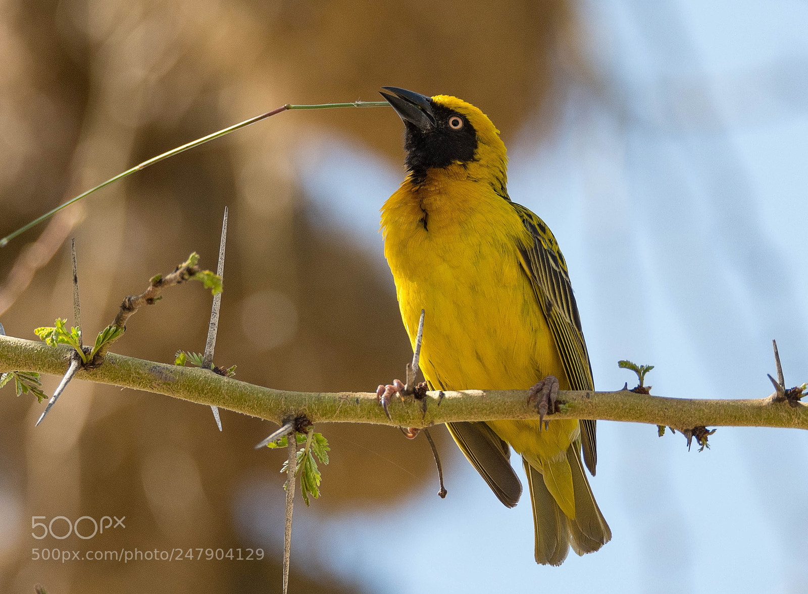Nikon D500 sample photo. Speke's weaver photography