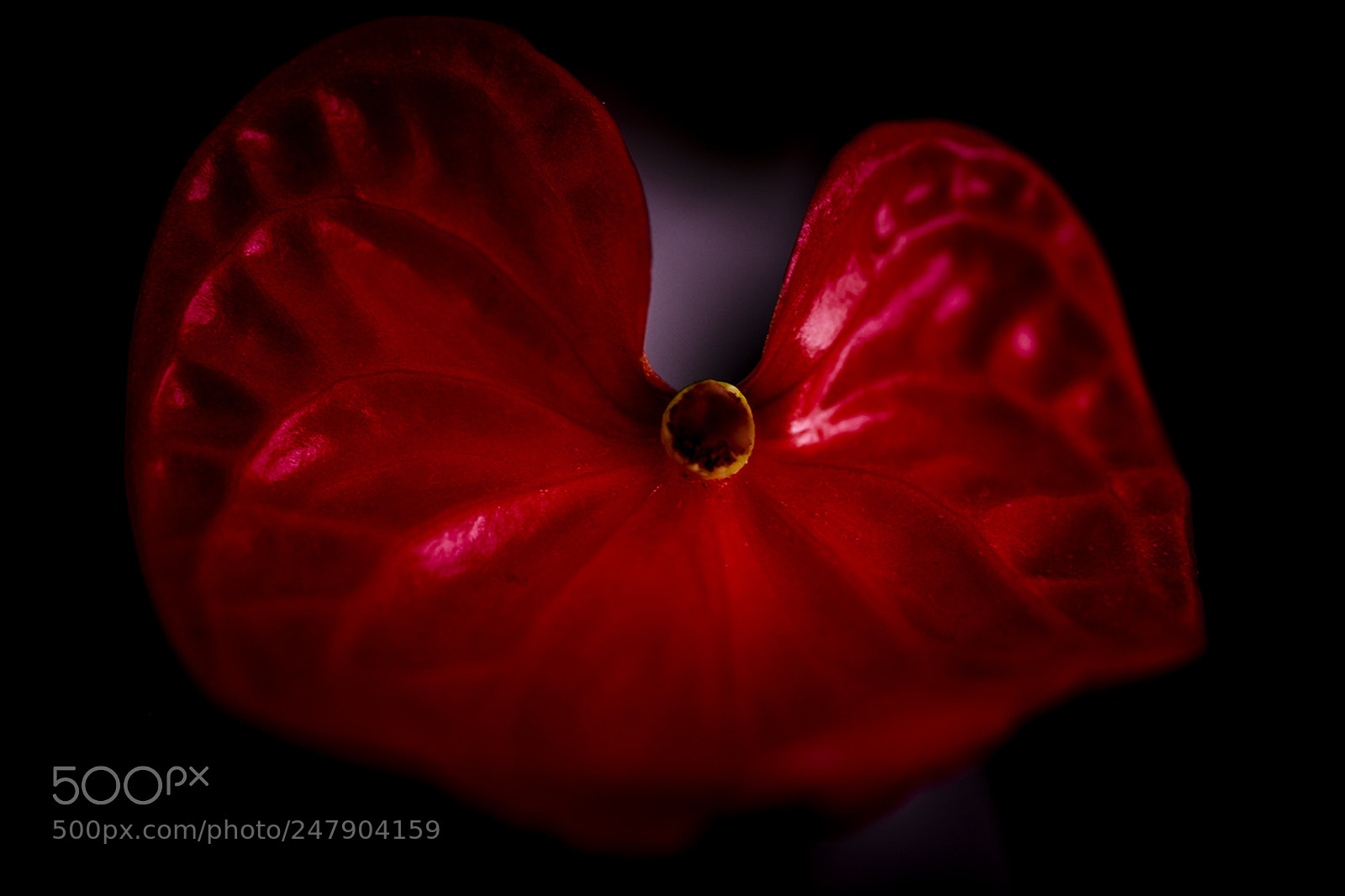 Fujifilm X-T1 sample photo. Rotes herz photography