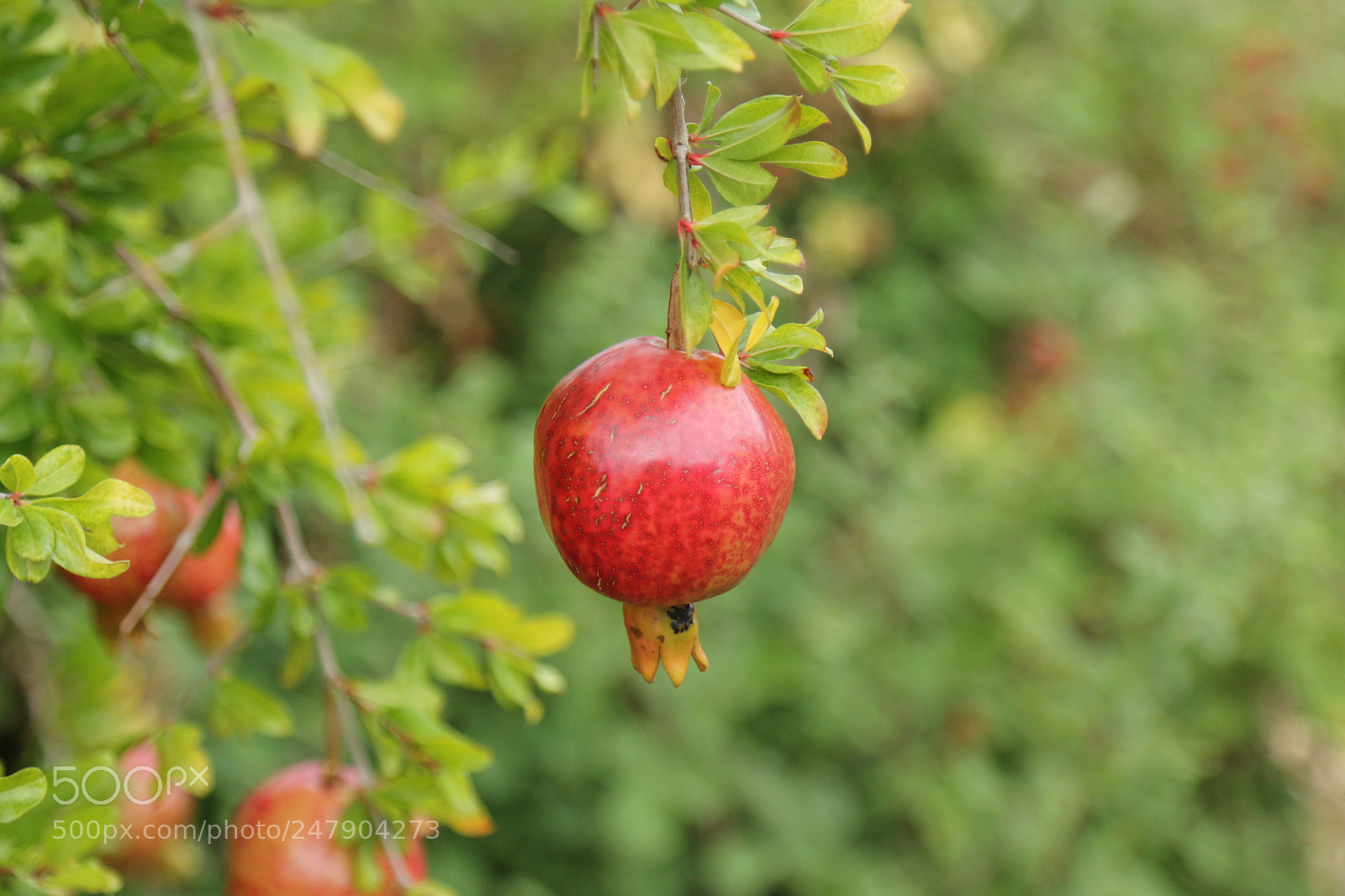 Canon EOS 70D + Canon EF 24-105mm F4L IS USM sample photo. Pomegranate / nar photography