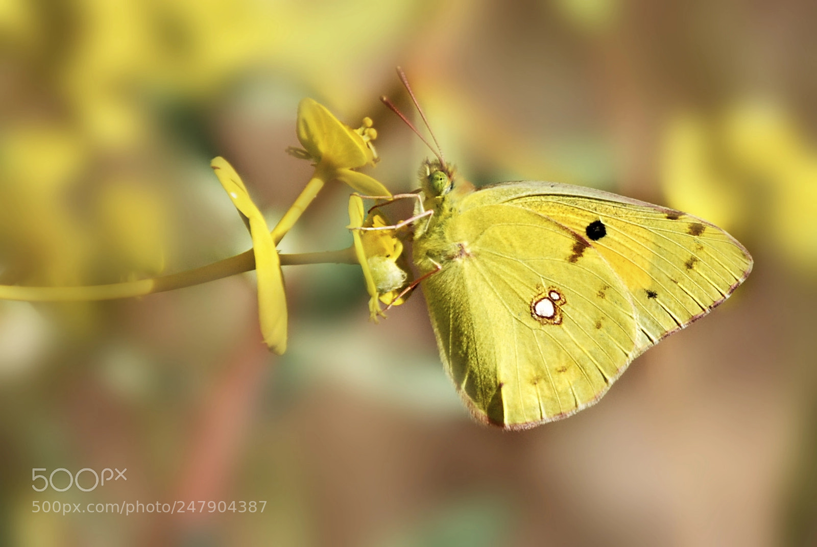 Nikon D60 sample photo. Yellow butterfly photography