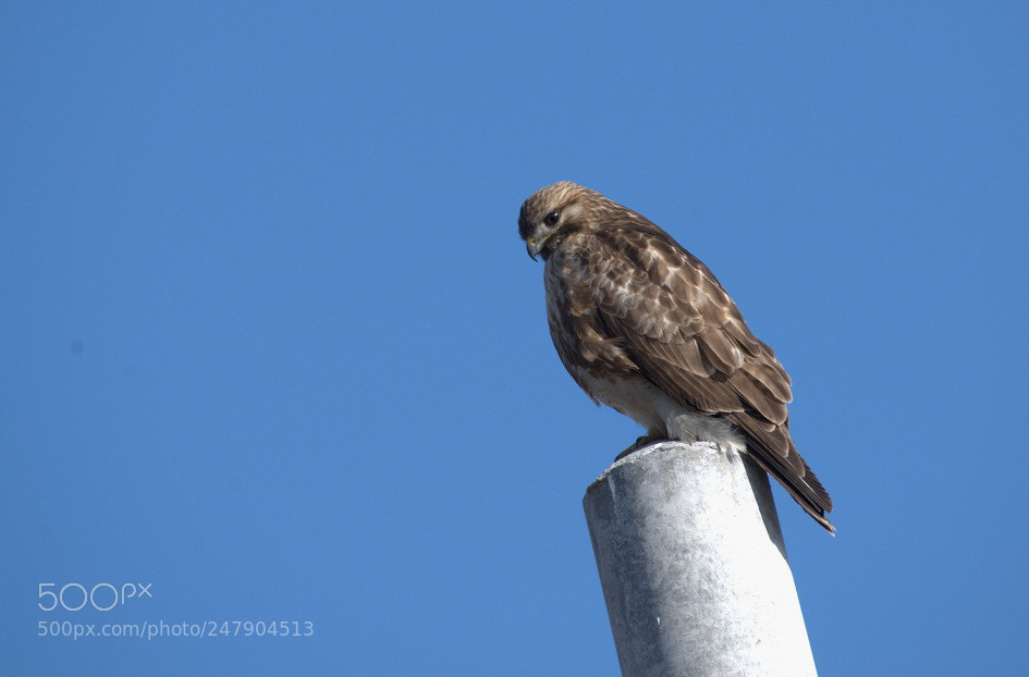 Nikon D800 sample photo. Cctv photography