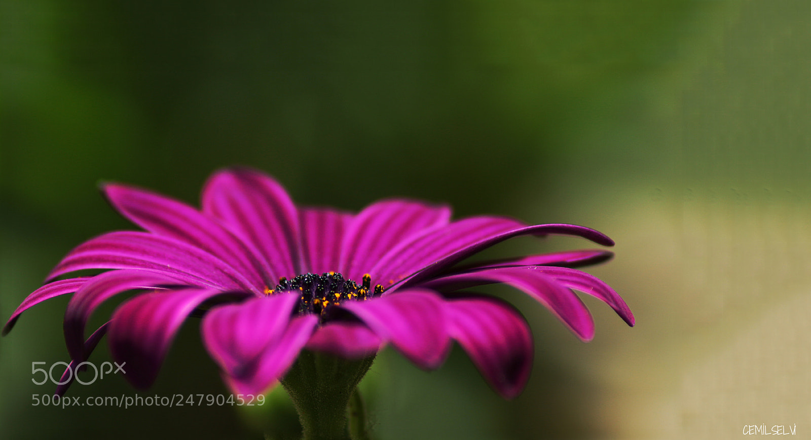 Canon EOS 650D (EOS Rebel T4i / EOS Kiss X6i) sample photo. Purple love photography