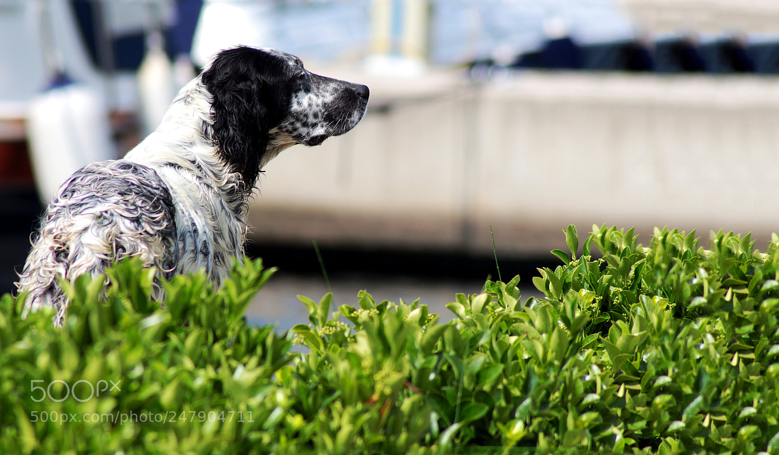 Canon EOS 650D (EOS Rebel T4i / EOS Kiss X6i) sample photo. Charisma photography