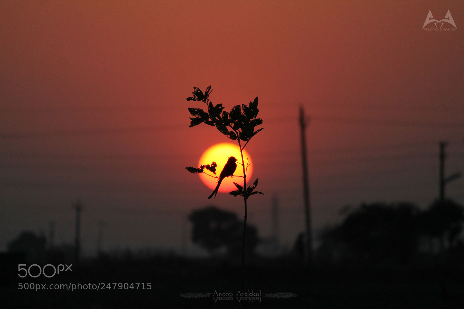Canon EOS 1100D (EOS Rebel T3 / EOS Kiss X50) sample photo. Bird silhouette photography
