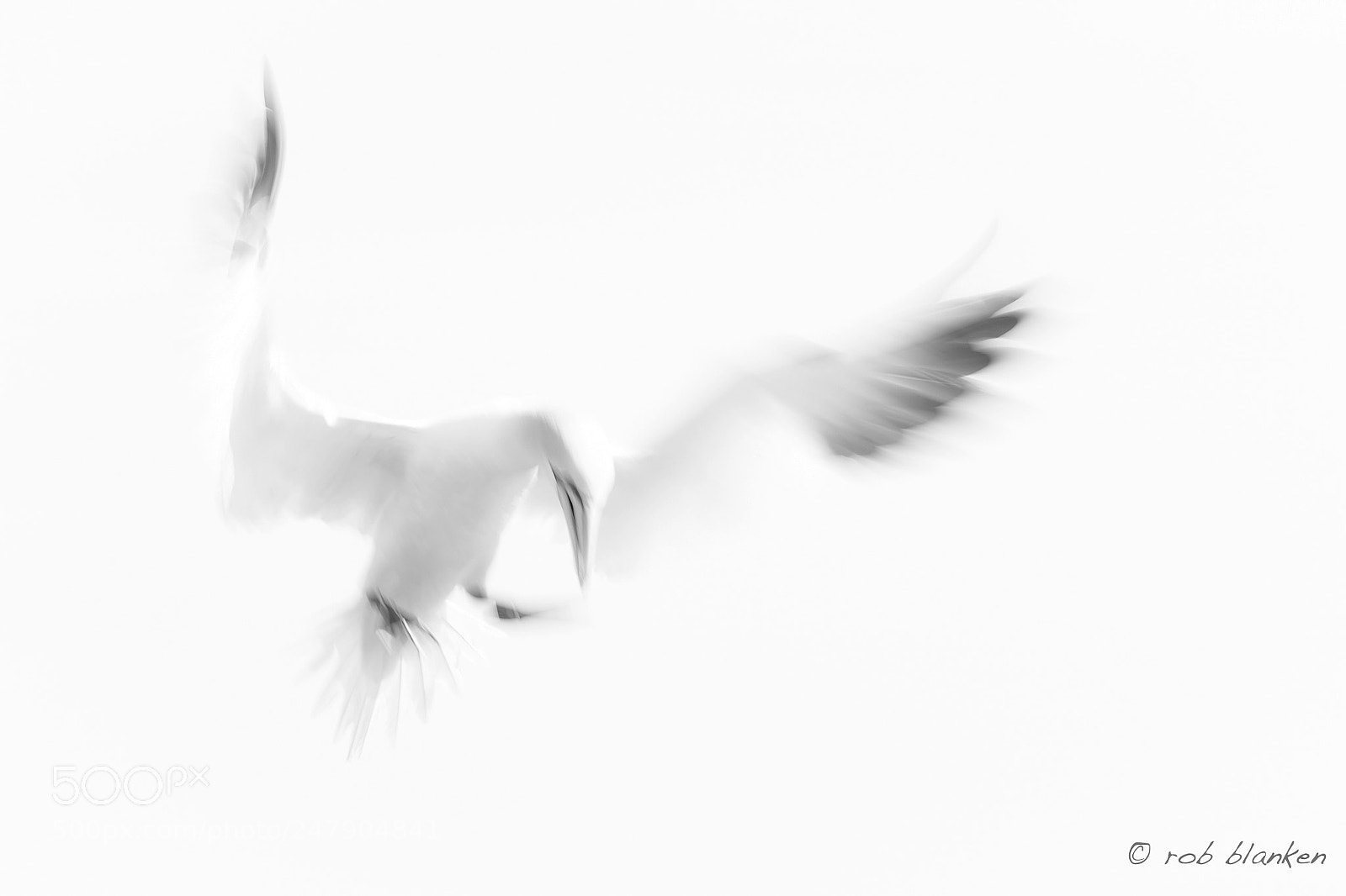 Nikon D500 sample photo. Moving birds (7) photography