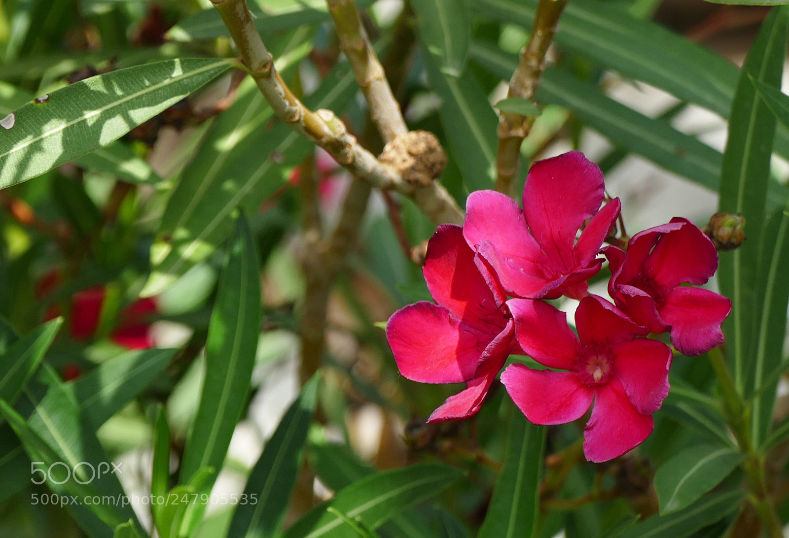 Panasonic Lumix DMC-FZ1000 sample photo. Summer is waiting... photography