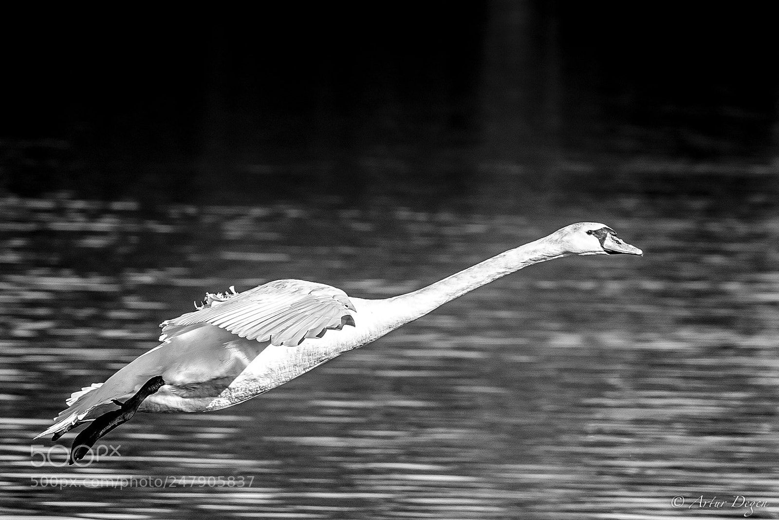 Canon EOS-1D X sample photo. Schwan sw photography