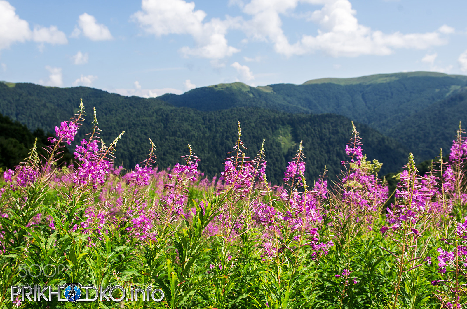 Pentax K-5 sample photo. Ivan-chaykosten tea photography