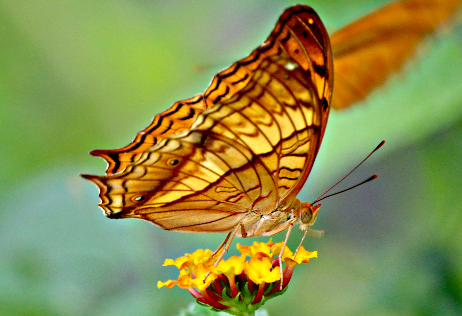 Canon EF-S 55-250mm F4-5.6 IS sample photo. Beauti.... photography