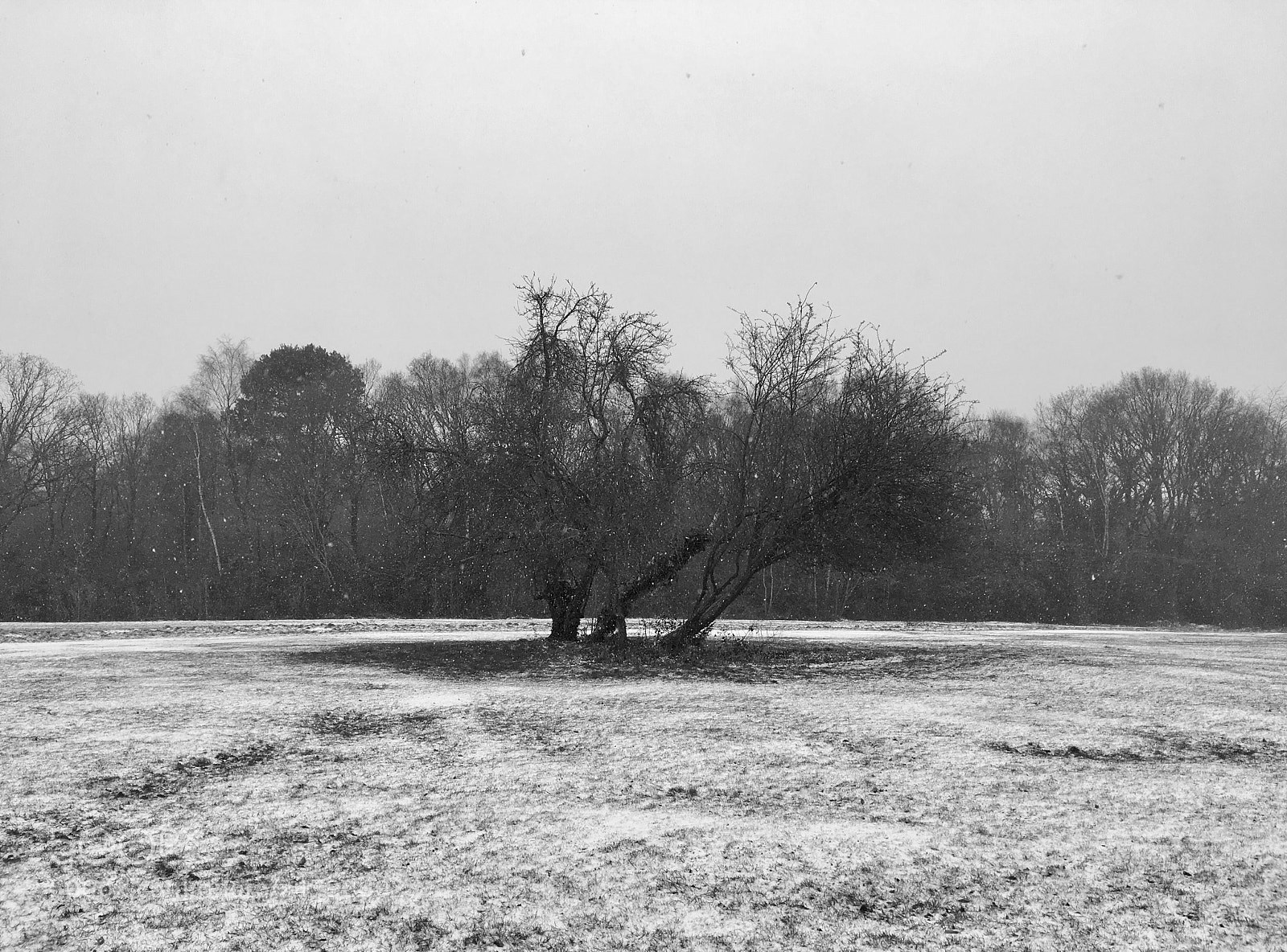 Apple iPhone 6s sample photo. Winter wonderland photography
