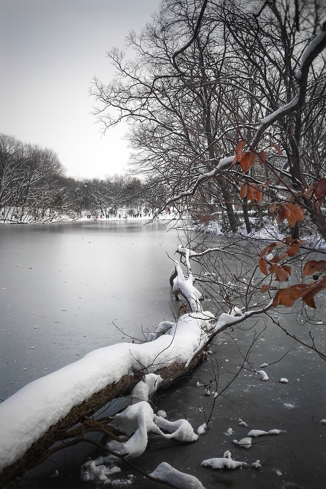 HUAWEI DAV sample photo. 湖旁卧树 photography