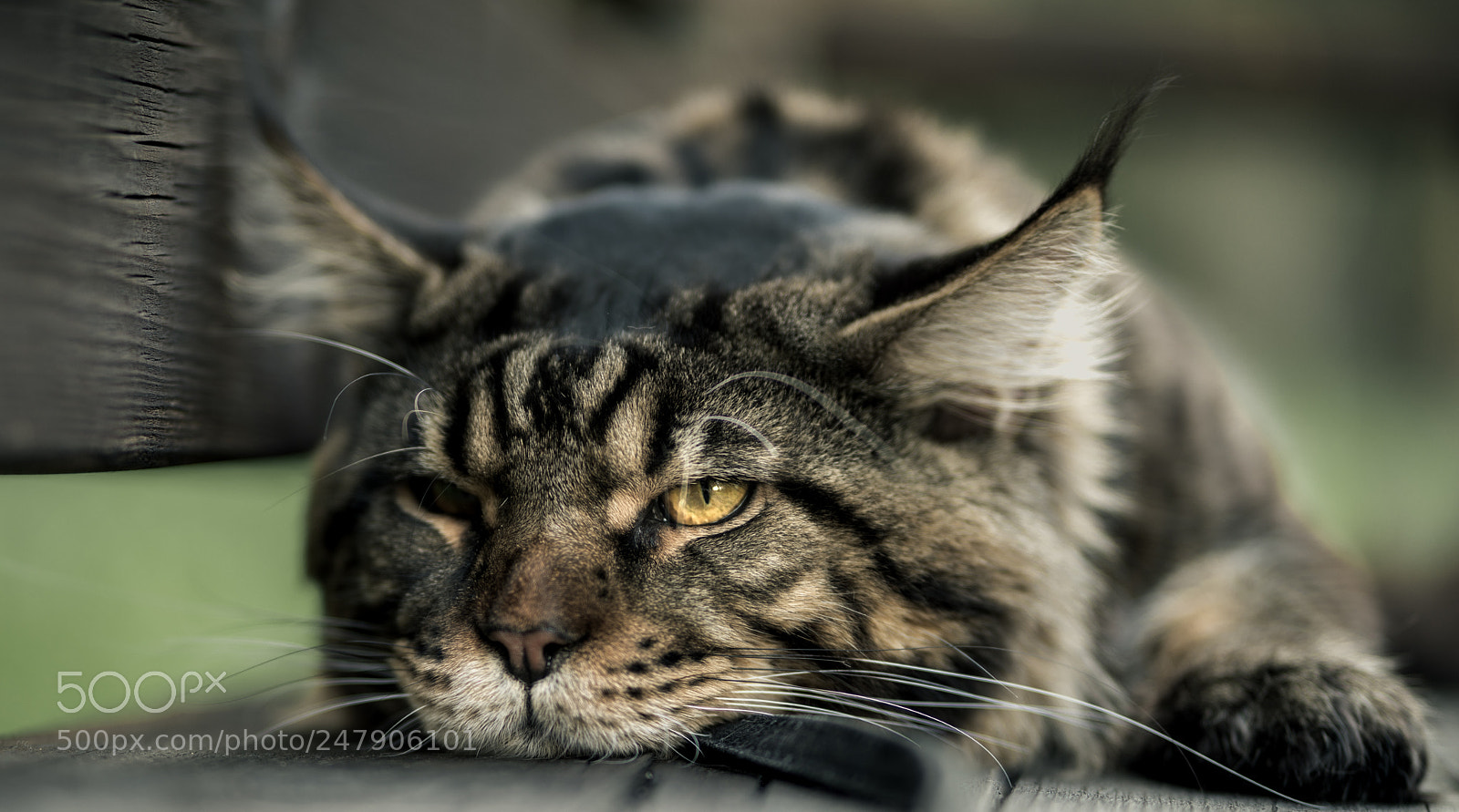 Sony a7R II sample photo. Cat eye photography