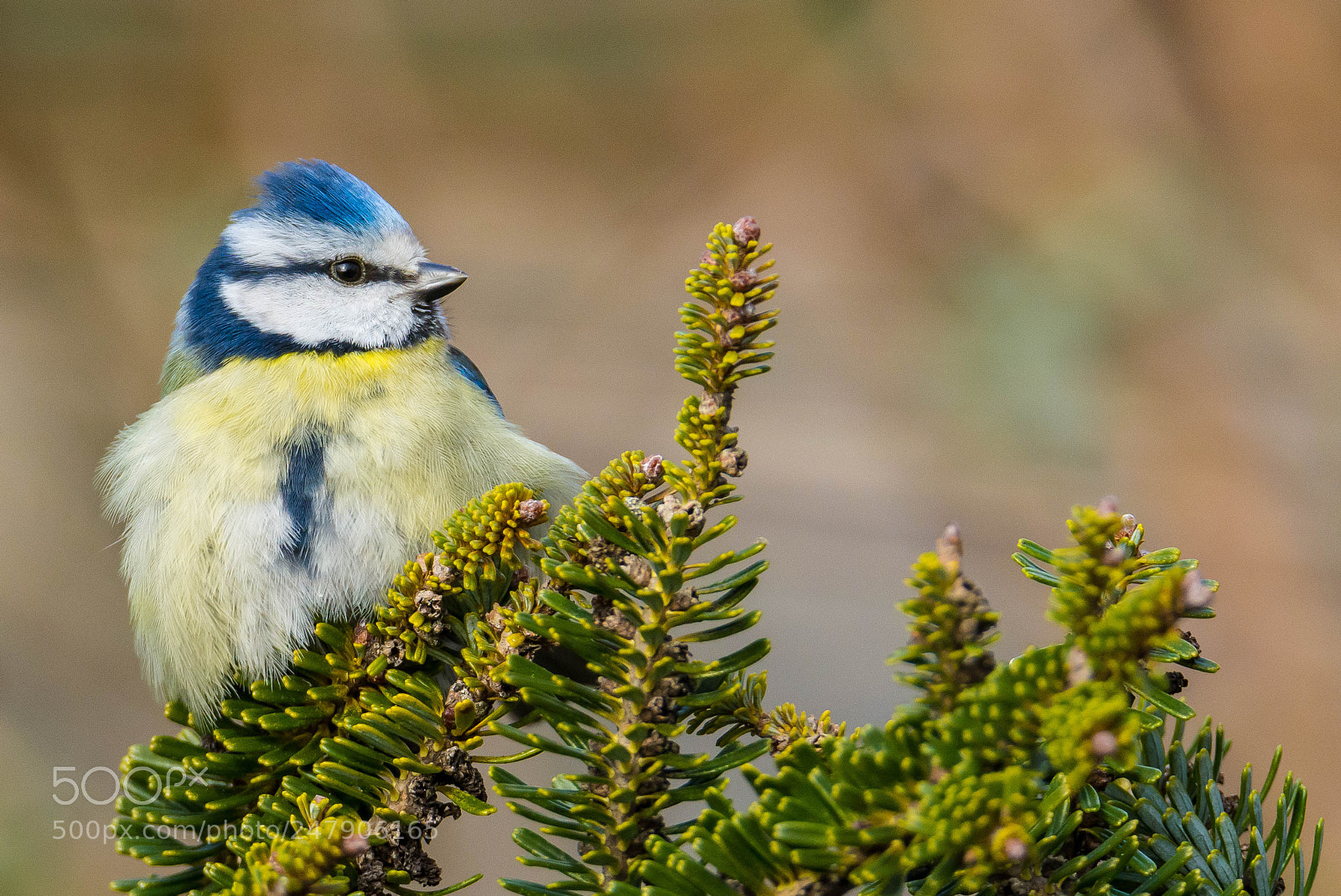 Nikon D7100 sample photo. Fluff ball photography