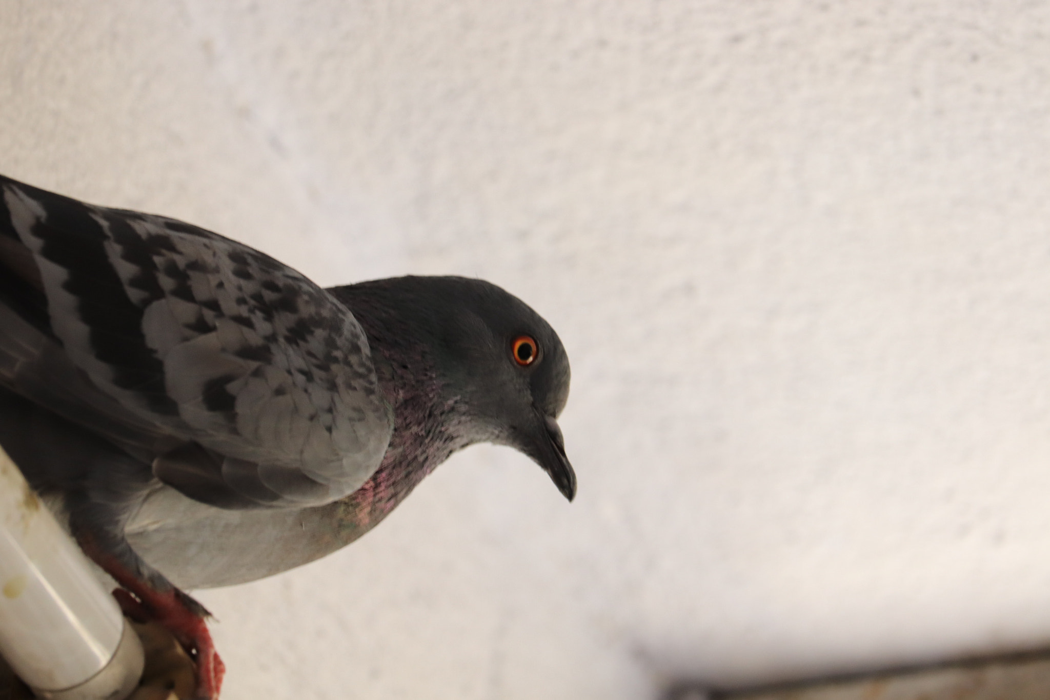 Canon EF-S 55-250mm F4-5.6 IS STM sample photo. Pegion 3 photography