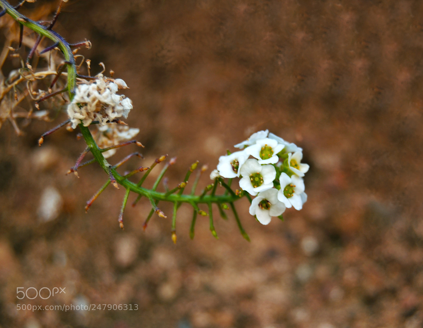 Nikon D3100 sample photo. Flores photography
