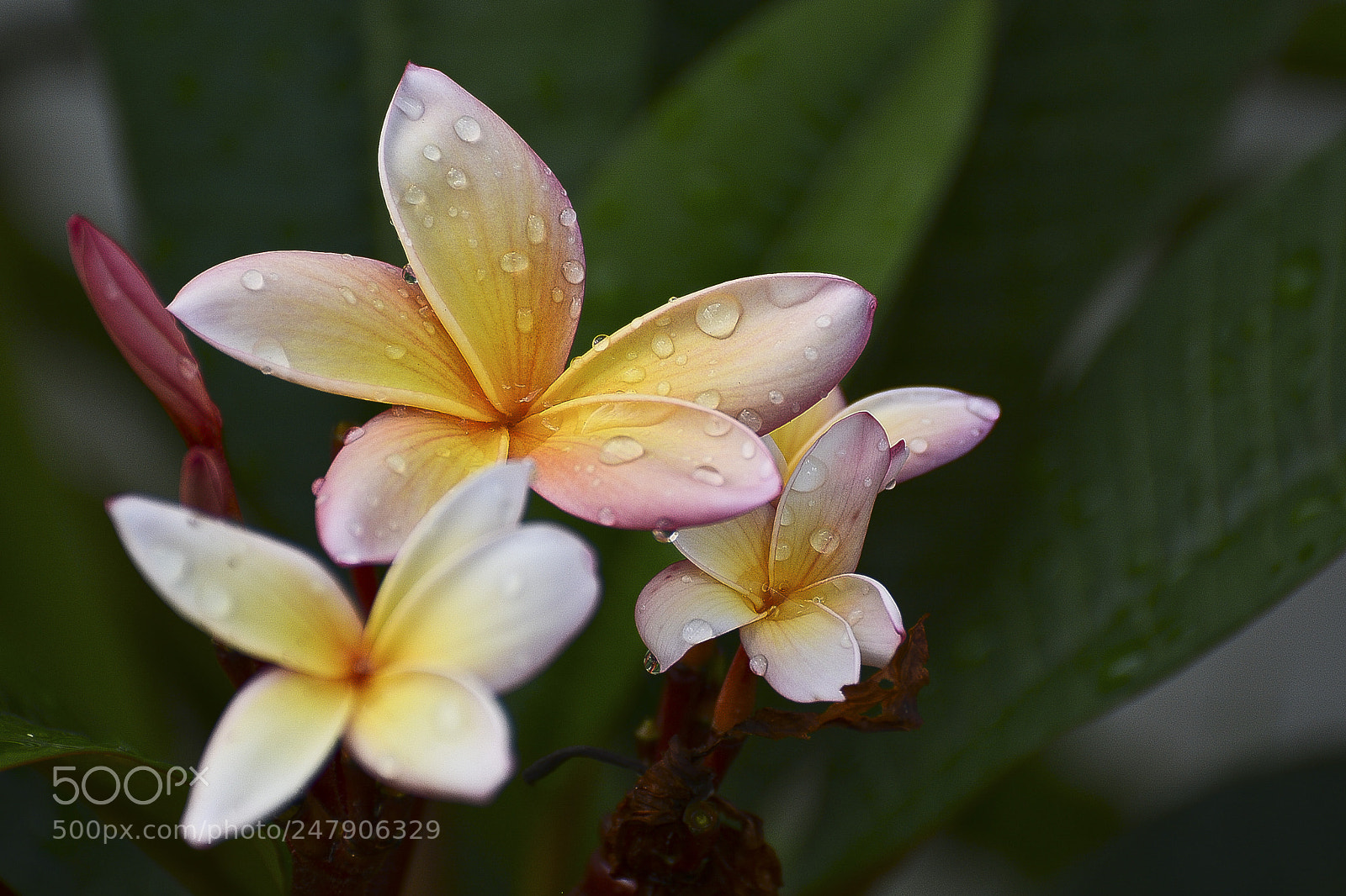 Nikon D7100 sample photo. Natureza refrescante. photography