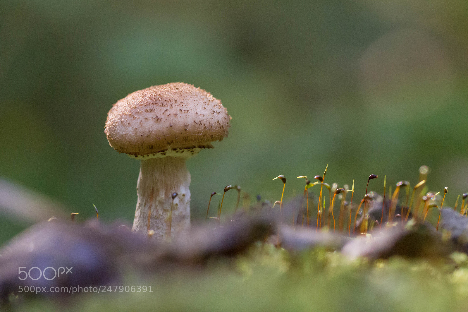 Canon EOS 600D (Rebel EOS T3i / EOS Kiss X5) sample photo. Honey agaric photography