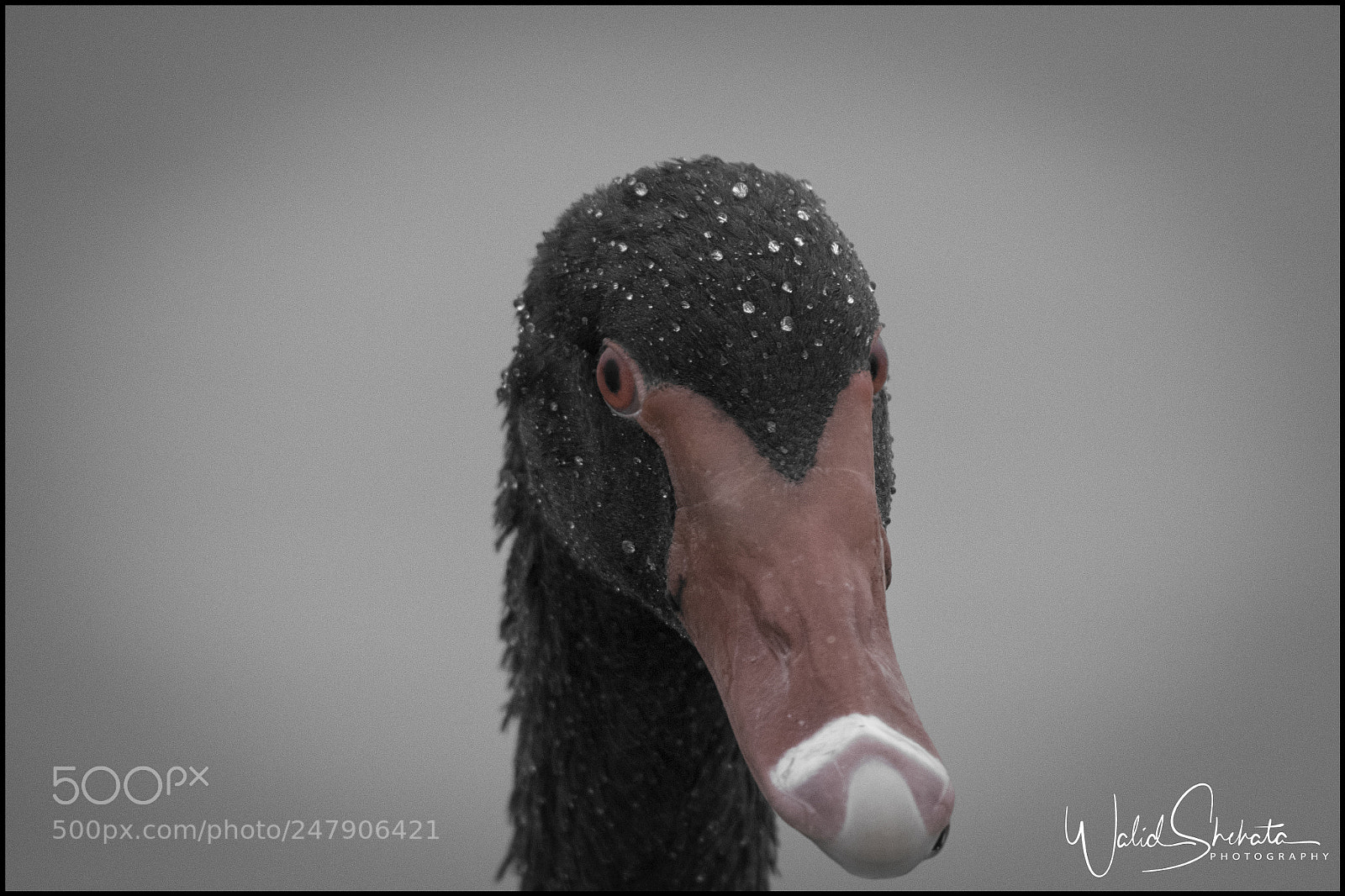 Nikon D5500 sample photo. Ducks photography