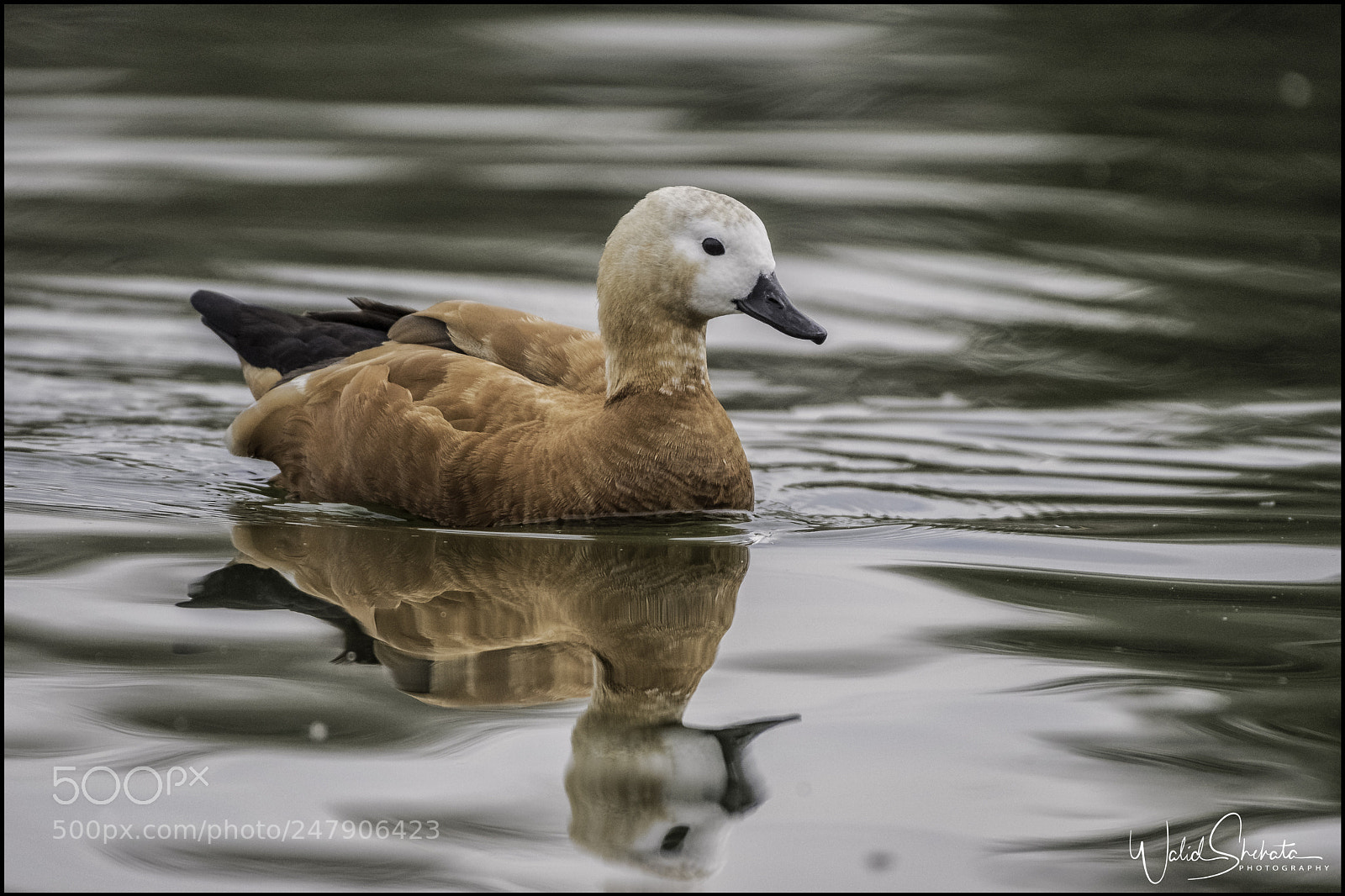 Nikon D5500 sample photo. Ducks photography