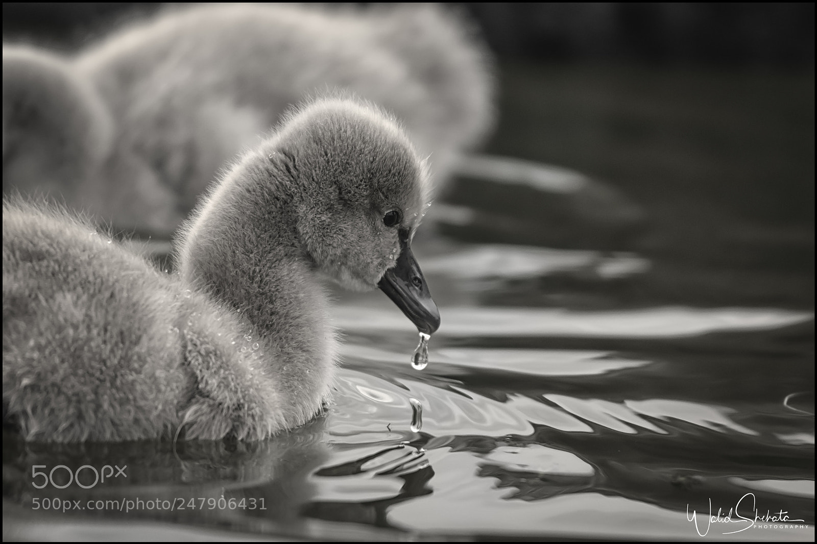 Nikon D5500 sample photo. Ducks photography