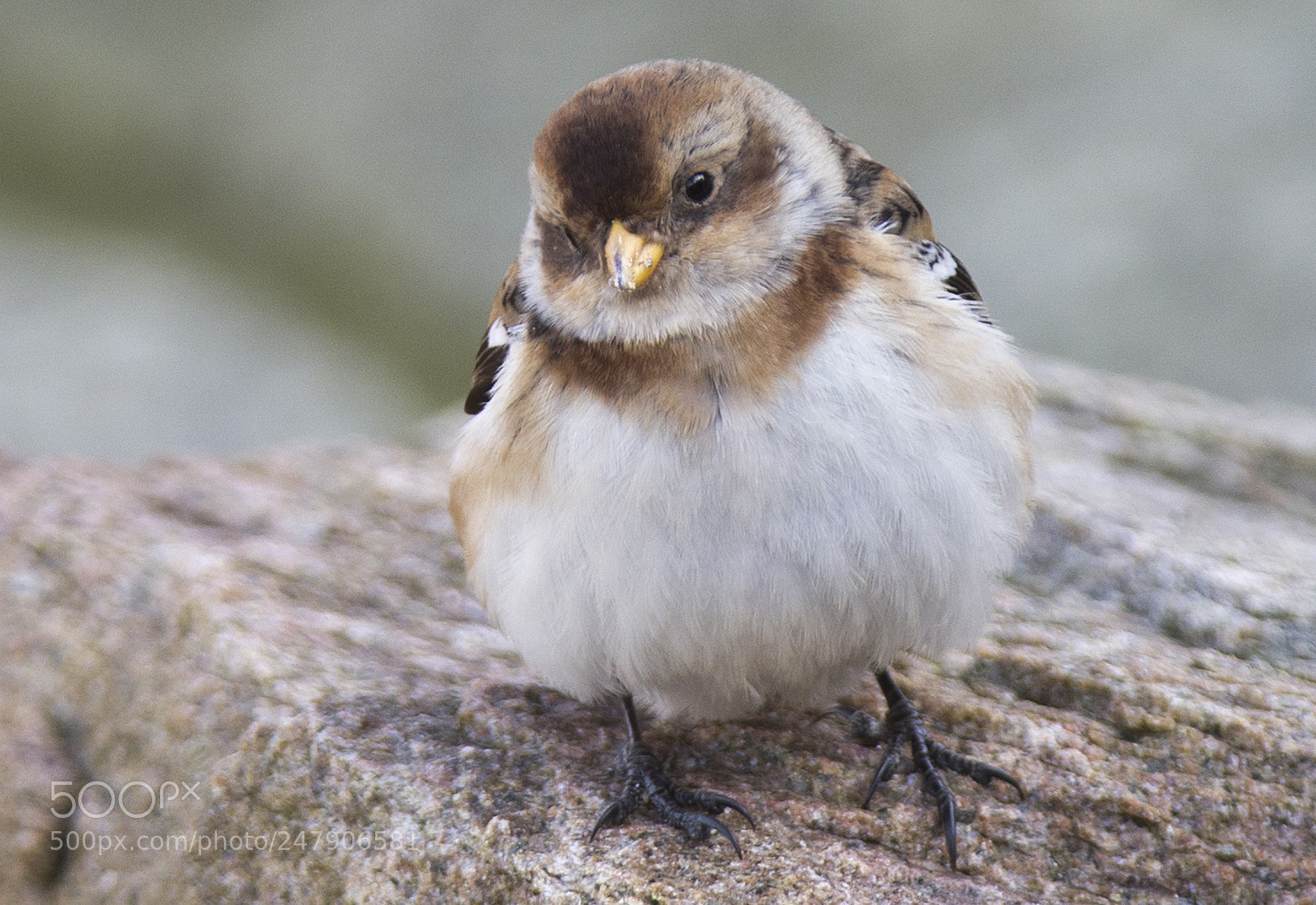 Canon EOS-1D X sample photo. Snespurv/snow bunting photography