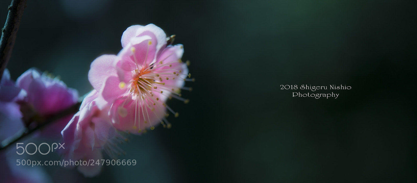 Nikon D800 sample photo. Plum photography