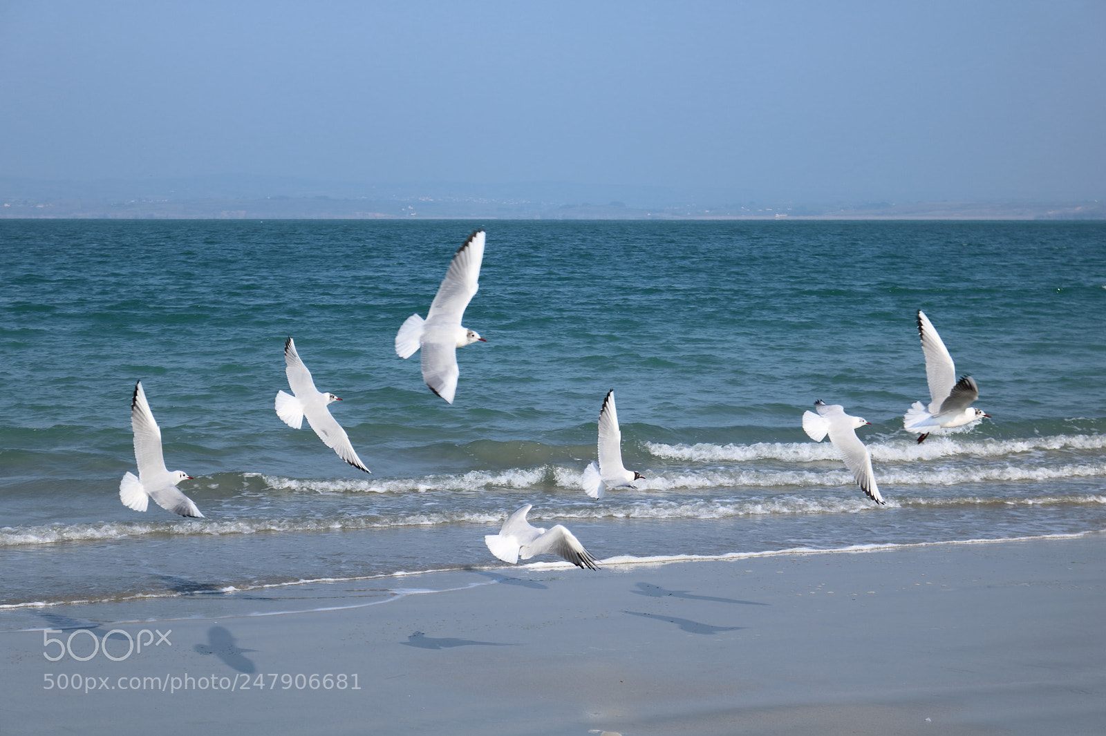 Canon EOS 750D (EOS Rebel T6i / EOS Kiss X8i) sample photo. Freedom photography