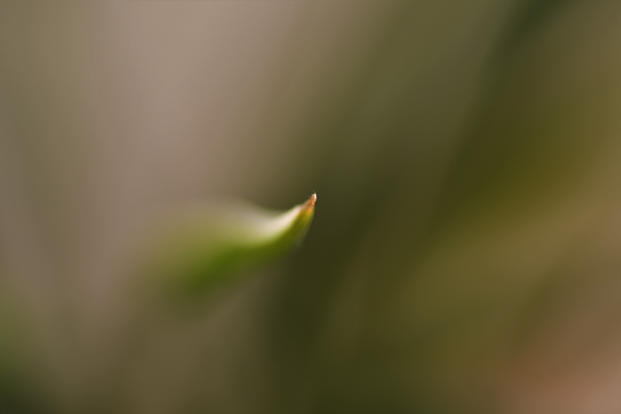 Nikon D7500 sample photo. Insignificant photography