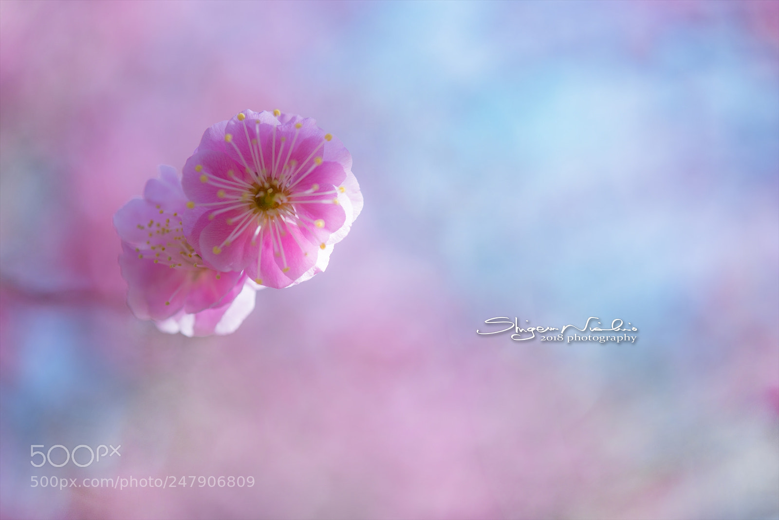 Nikon D800 sample photo. Plum photography
