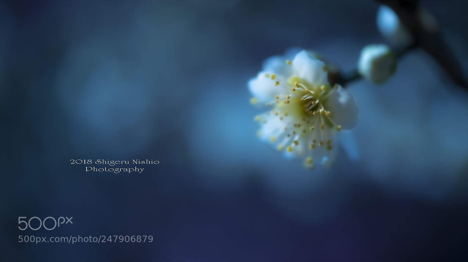 Nikon D800 sample photo. Plum photography