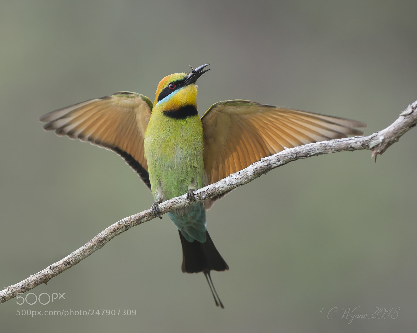Nikon D7100 sample photo. Rainbow bee-eater (male) photography