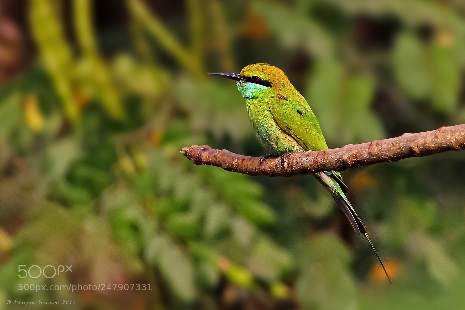 Canon EOS 80D sample photo. Green bee eater photography