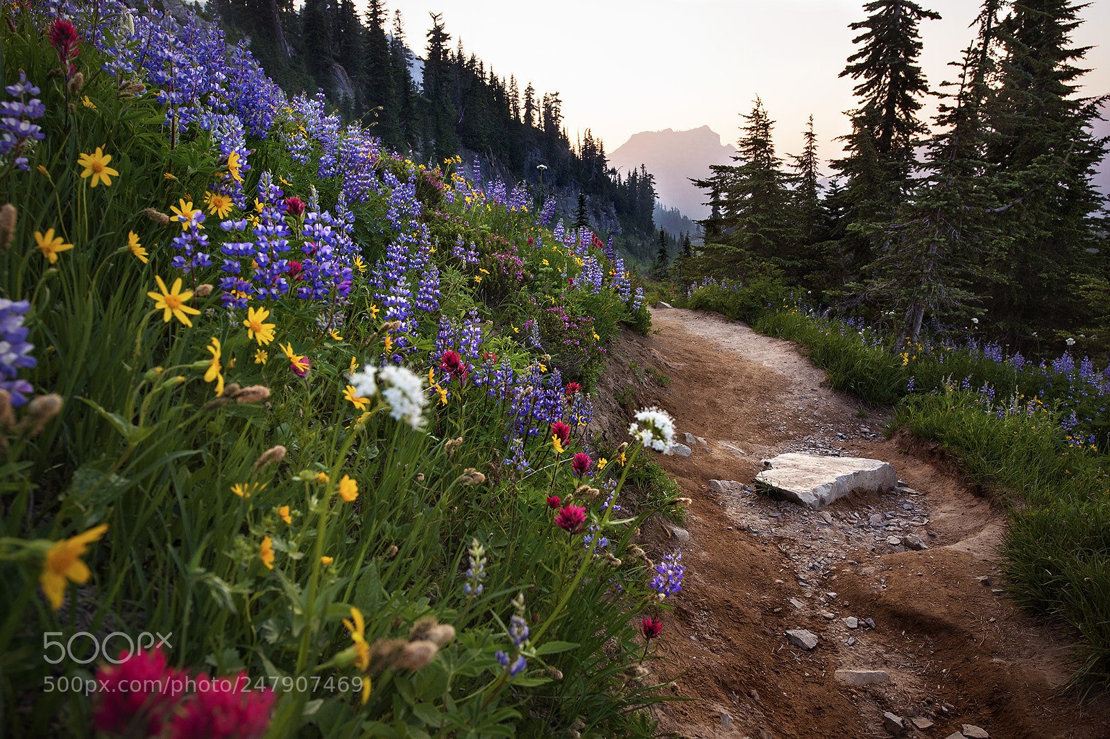 Nikon D610 sample photo. Lupines photography